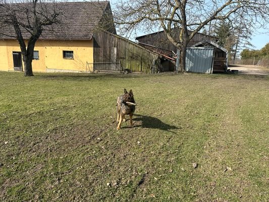Freilauf am Haus