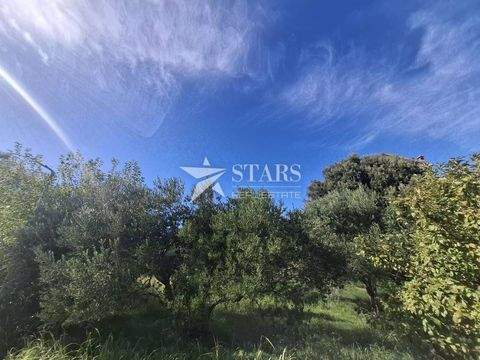 Rab Bauernhöfe, Landwirtschaft, Rab Forstwirtschaft