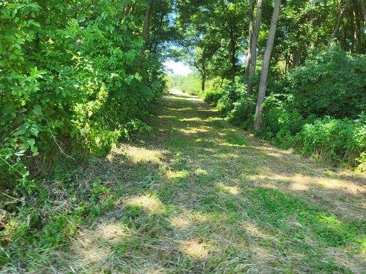 Somogysámson Weg durch den Wald