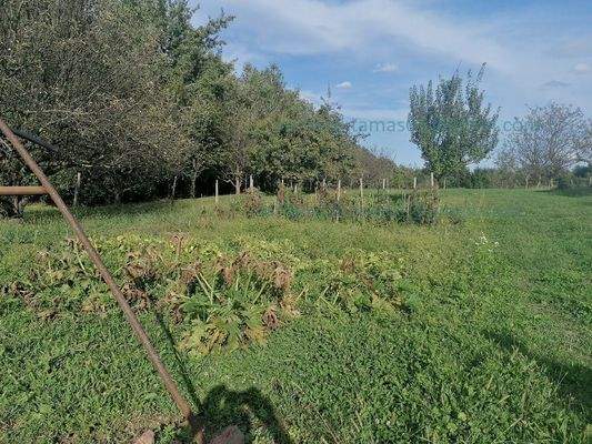  Garten + Gemüsegarten