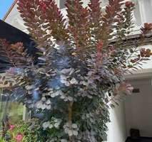 56b93499-2a47-4593-935c-6fd9963d46dc-1935312350.jp