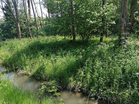 junge Akazien - Erlenwald etwa 7.300 m2