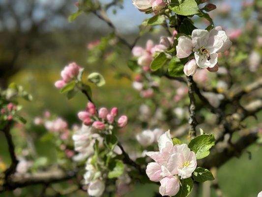 ein "blühendes" Anwesen