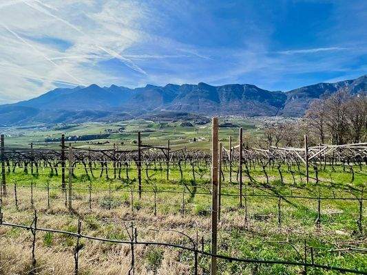 Kaltern-KalternamSee-KalternanderWeinstraße-Caldaro-Caldaroallago-Caldarosullastradadelvino-Weingarten-Weingut-vegneto-vigneti-Ruländer-Sonne-sole-Wein-Vino-Kaufen-acquistare