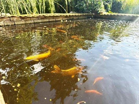 32 makellos EFH Schorrentin.JPG