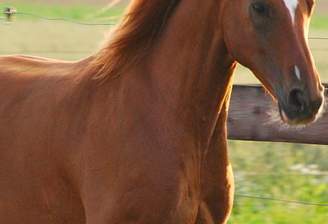 Ein Traum für Pferde