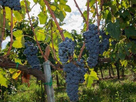 Herrliches Anwesen | Arezzo