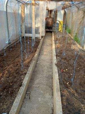 Blick ins Gewächshaus.jpg