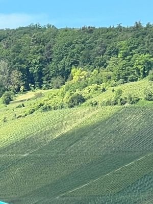 Blick auf den Weinberg