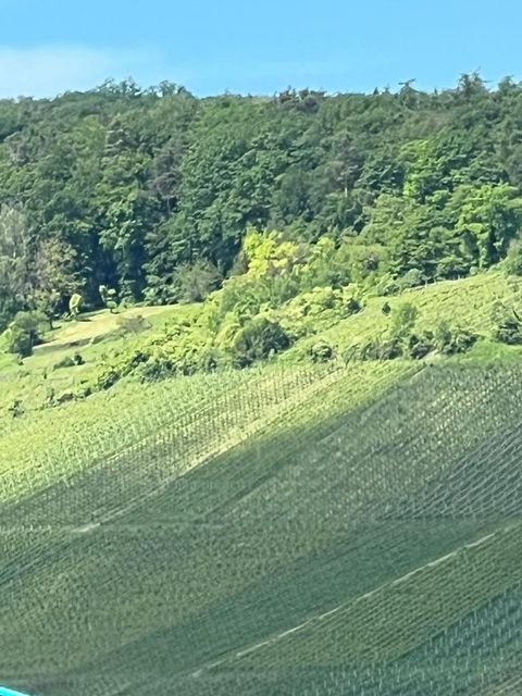 Kernen-Stetten Bauernhöfe, Landwirtschaft, Kernen-Stetten Forstwirtschaft