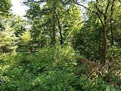 Tecklenburg Grundstücke, Tecklenburg Grundstück kaufen