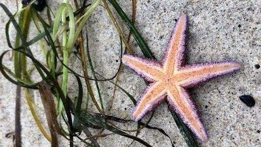 Diskrete Vermarktung