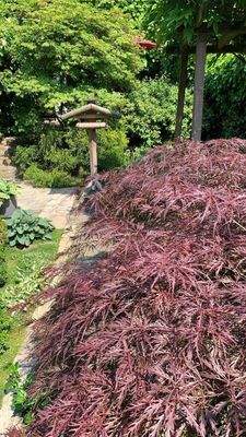 sommerliche Gartenimpressionen