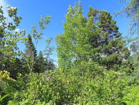 Cape Breton - Neu-Erschließung mit 7 Lots - 23 Hek