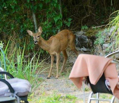 Gartenbesucher.jpg