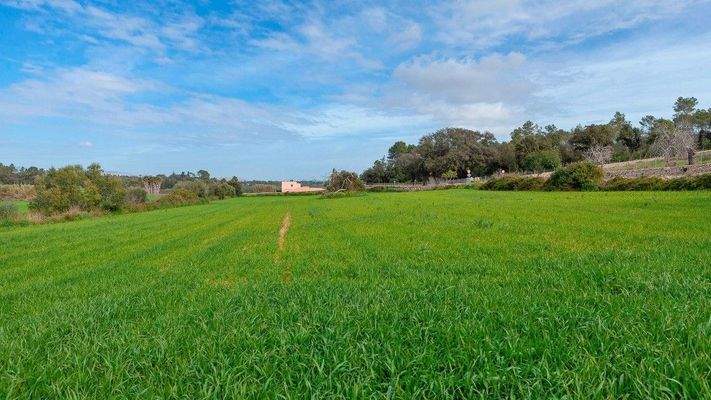 Rustikales Grundstück zum Verkauf in Muro, Mallorca