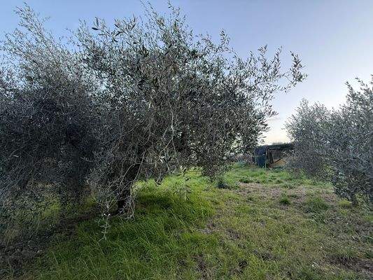 Grundstück-Olivenhain-4001-07