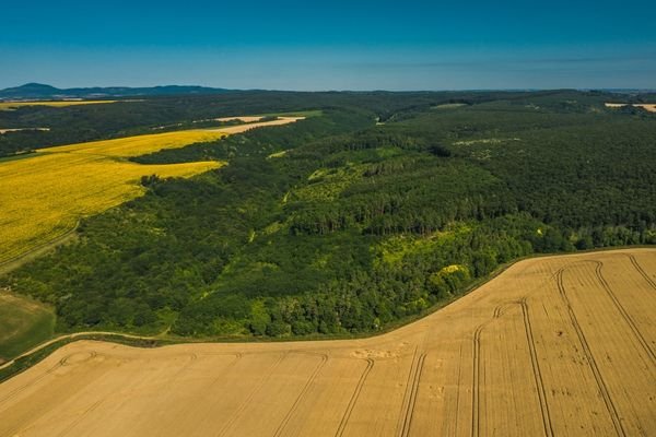 Überblick Waldflächen