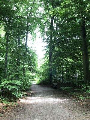 Volksdorfer Wald