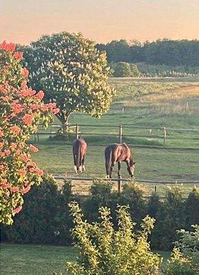 Impressionen aus dem Garten