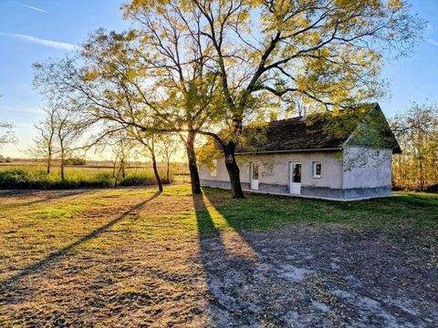 Szentkirály Bauernhöfe, Landwirtschaft, Szentkirály Forstwirtschaft