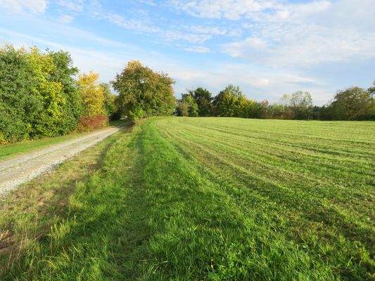 Weidefläche oberhalb dem Haus 