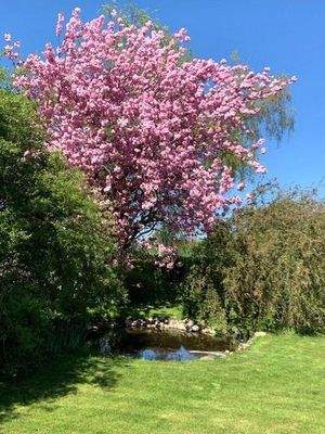 Ziergarten mit kleinem Teich