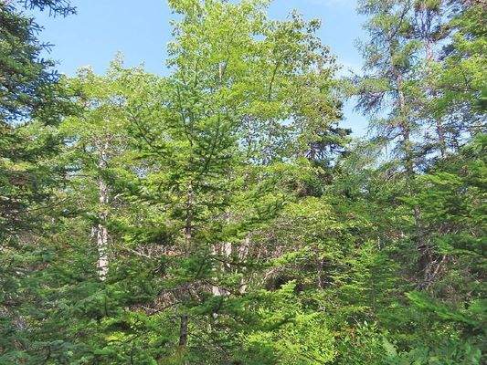 Cape Breton - 31-Hektar Areal in herrlicher Atlant