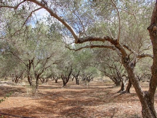 Kreta, Litsarda: Grundstück mit Meerblick und Baugenehmigung zu verkaufen