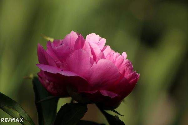 Gruß aus dem Garten