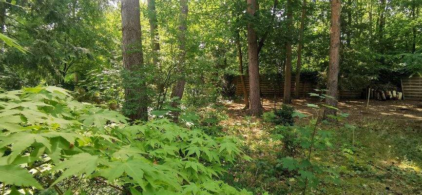 Blick zur hinteren Grundstücksgrenze