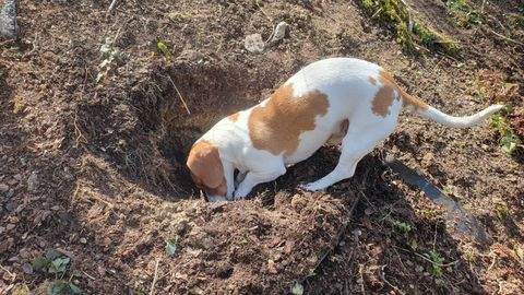 Budenheim Häuser, Budenheim Haus kaufen