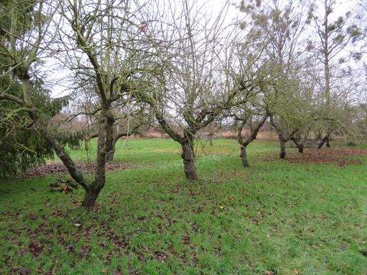 Obstbäume im hinteren Bereich