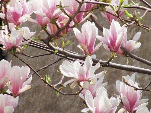 .. Frühjahr im  eigenen Haus !