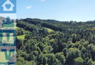 Luftbild des Waldes