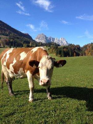 Wilder Kaiser und Milka lässt grüßen....