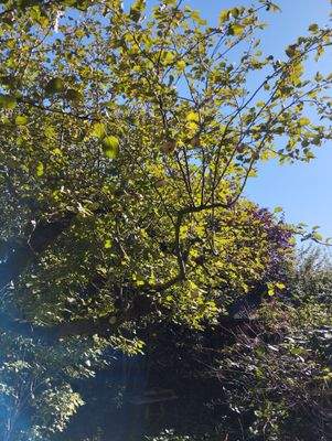 Zweiter Apfelbaum im Garten