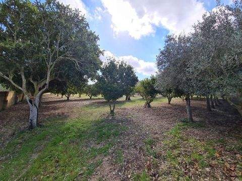 Petra Häuser, Petra Haus kaufen