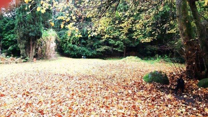 Teil vom Grundstück (2)