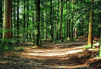 Viel Grün vor der Tür