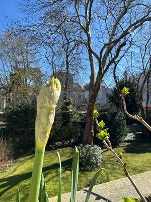 Frühjahrlicher Garten