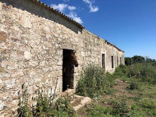 Pferd ist nicht inklusive