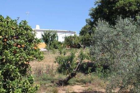 Rociana del Condado Bauernhöfe, Landwirtschaft, Rociana del Condado Forstwirtschaft