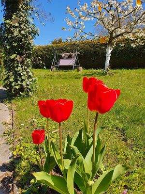 Grüne Wiesenfläche