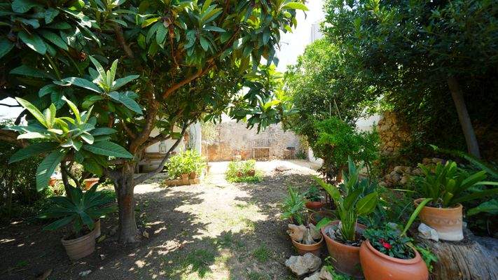 Mediterrane Pflanzen 