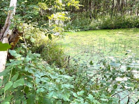 oberer Weiher
