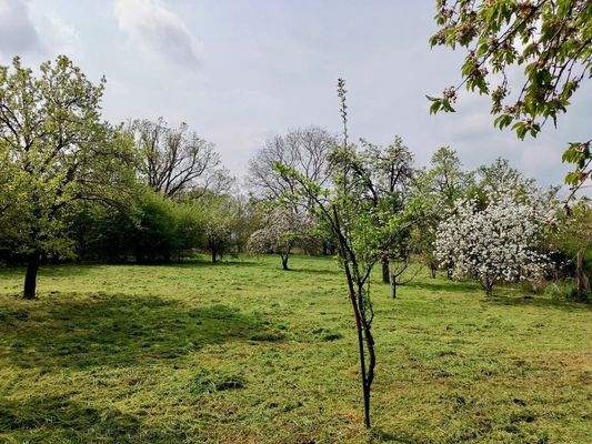 Wiese mit Obstbäumen