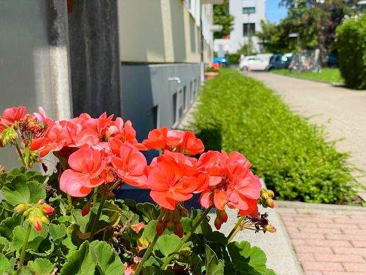 Blumen an den Hauseingängen