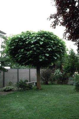 hintere Grundstücksgrenze