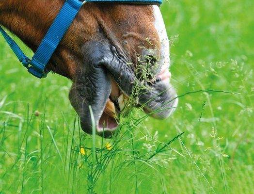 Wiese für Pferde, Hunde, Schafe....